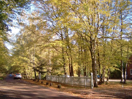 Autumn Trees in Firs Walk